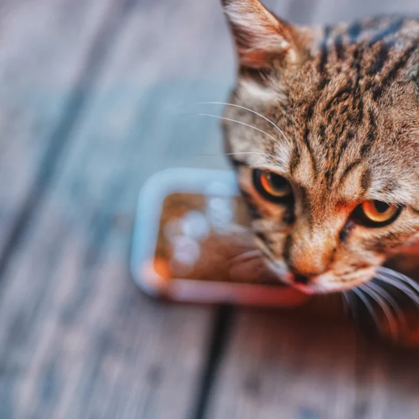 Ceramic Pet Bowl Duo — Pet Supplies at Ham Dealer