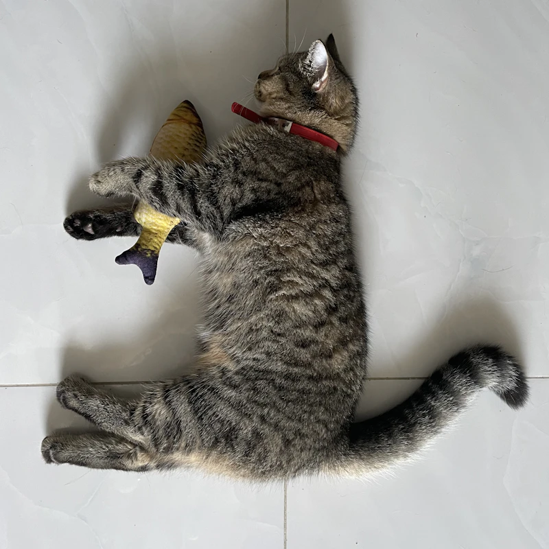 Feather Wand Cat Toy Set β Pet Supplies at Ham Dealer