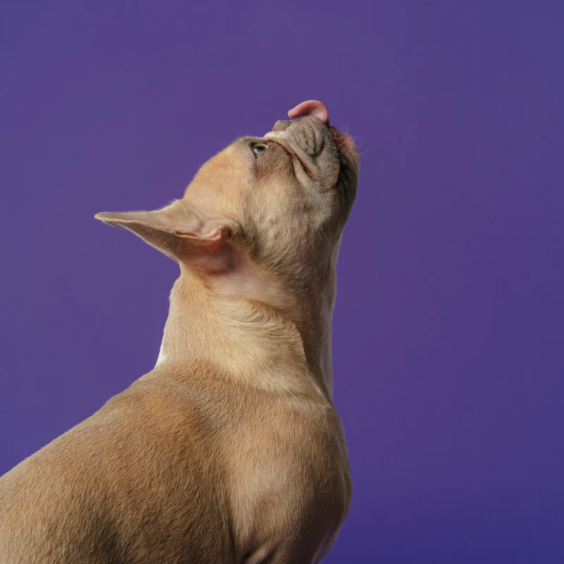 Grain-Free Dry Dog Food 12 lb β Pet Supplies at Ham Dealer