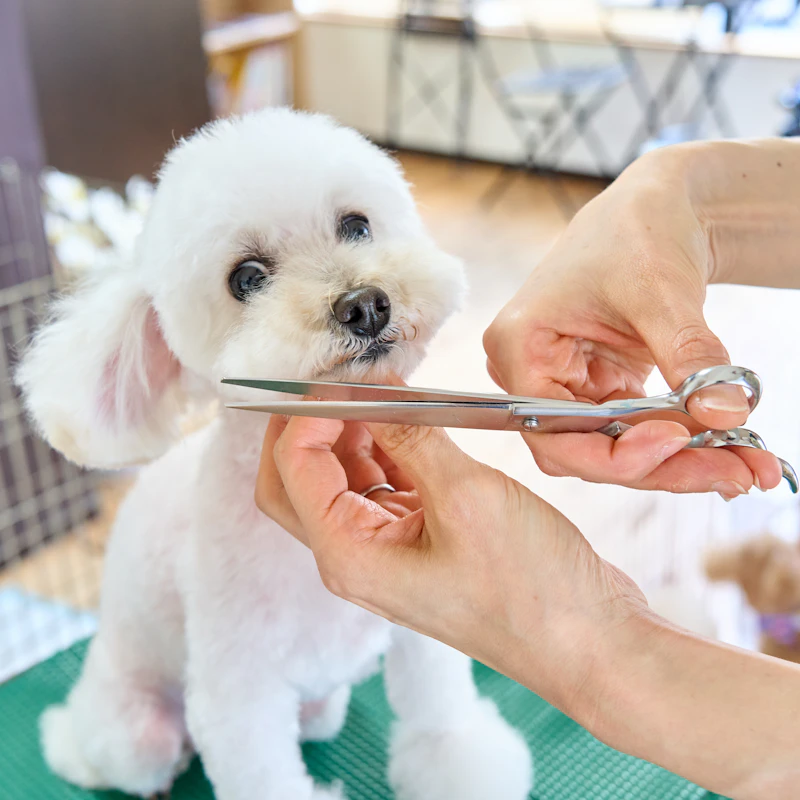 Home Grooming Kit for Dogs β Pet Supplies at Ham Dealer