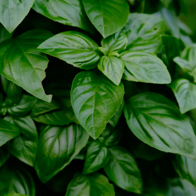 Living Basil & Herb Duo β Fresh Produce at Ham Dealer