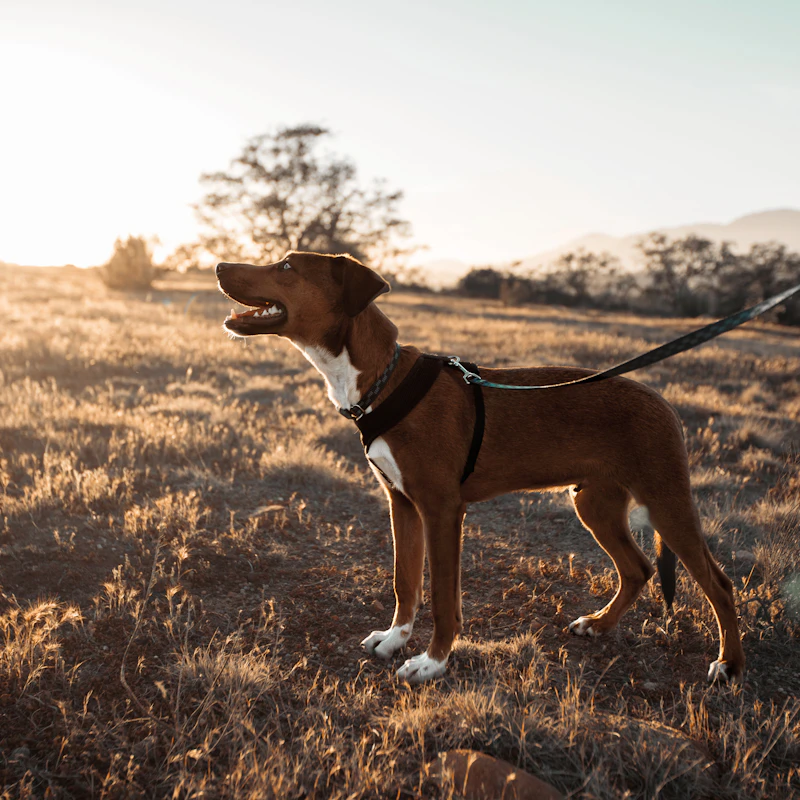 No-Pull Harness & Leash Set β Pet Supplies at Ham Dealer