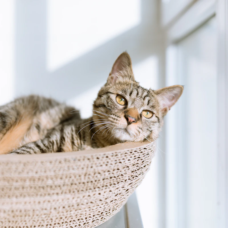 Plush Cat Cave Bed β Pet Supplies at Ham Dealer
