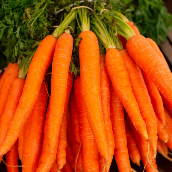 Rainbow Carrot Bunch — Fresh Produce at Ham Dealer