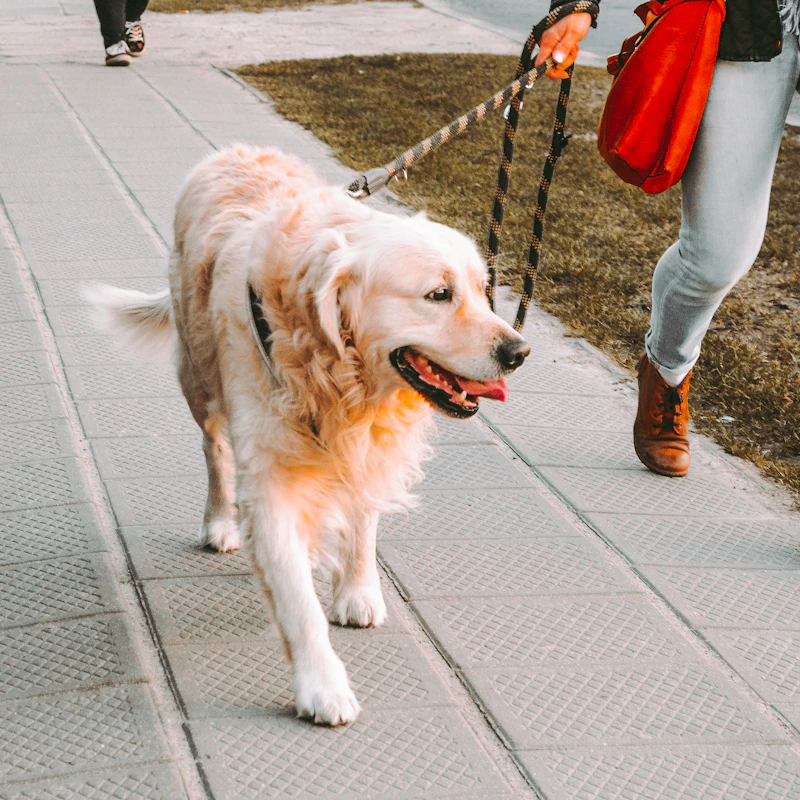 Reflective Dog Leash 6 ft β Pet Supplies at Ham Dealer