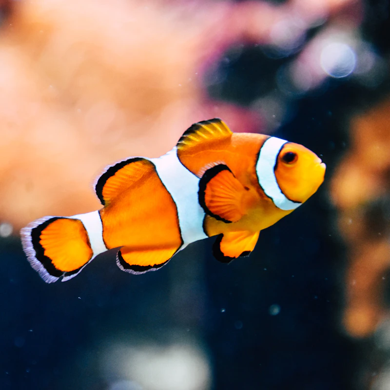 Starter Aquarium Kit 10 Gal β Pet Supplies at Ham Dealer